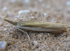 Leach's Grass-veneer